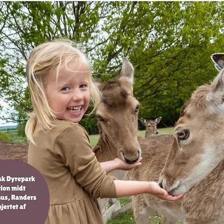 5 Person In Aabenraa